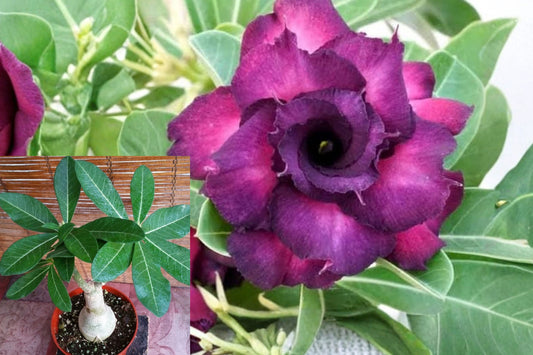 Taiwan Adenium obesum Desert Rose Live Plant – Purple Flowering Plant