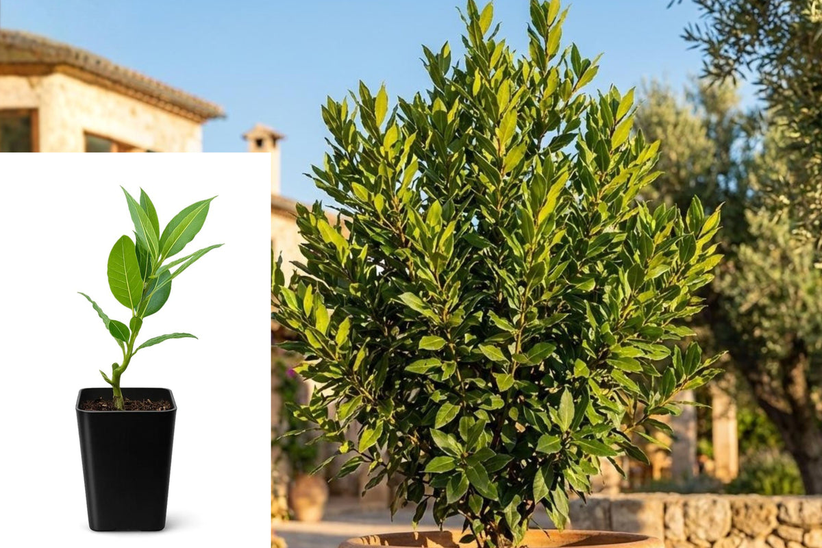 2 Live Bay Leaf Plants, Sweet Bay Laurel Tree, Laurus Nobilis Culinary Herb, 4–9 Inch Seedlings
