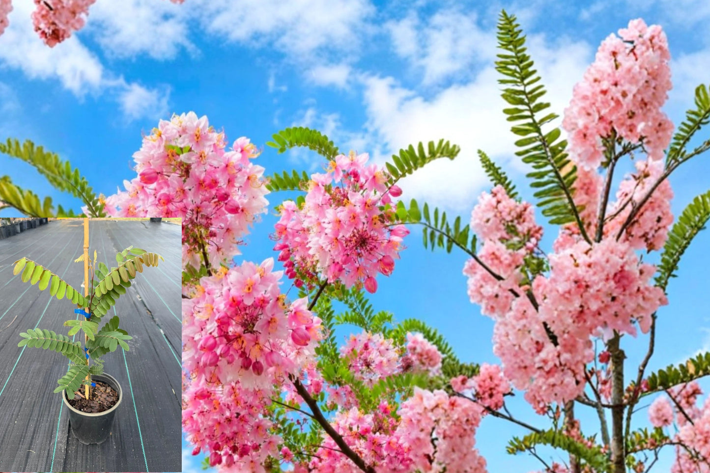 Live Pink Shower Tree – Cassia bakeriana – Pink Flowering Ornamental Plant