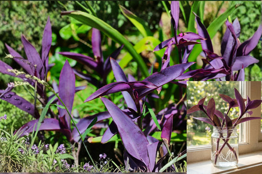 5+ Purple Heart Plant Cuttings, Tradescantia Pallida Purpurea, Live Purple Wandering Dude Stems for Propagation