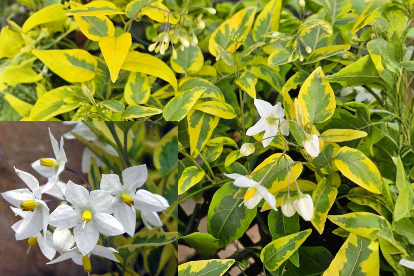 2 Variegated Potato Vine Live Plants 4–6" Tall – Solanum jasminoides