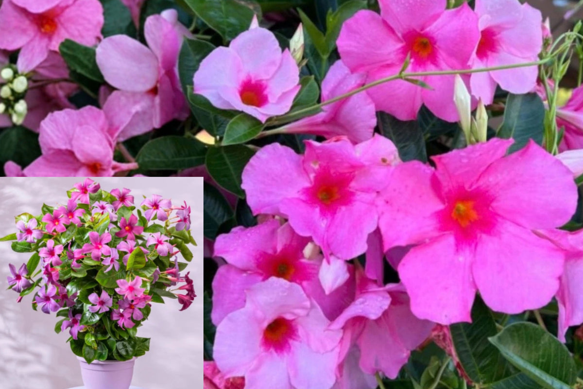 Pink Mandevilla 2 Live Plants – 5–7 Inch Tall – Mandevilla spp.