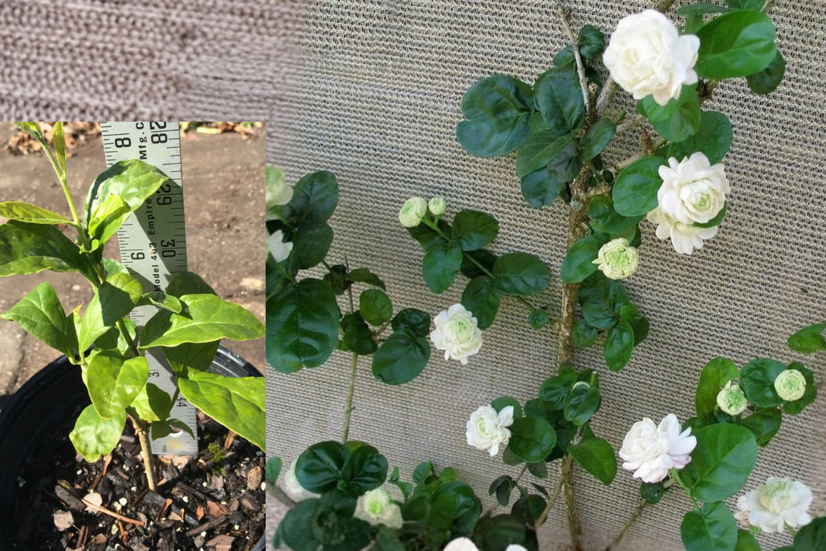 Double Jasmine Duke of Tuscany Live Plant – 5–7 Inch Rooted Plant – Jasminum