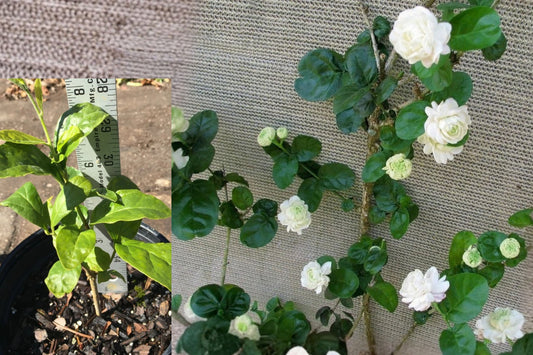 Double Jasmine Duke of Tuscany Live Plant – 5–7 Inch Rooted Plant – Jasminum