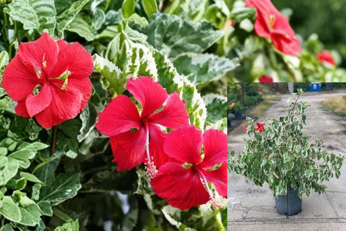 Snow Queen Tropical Hibiscus – 2 Bare Root Live Plants, 4–6 Inch – Hibiscus rosa-sinensis