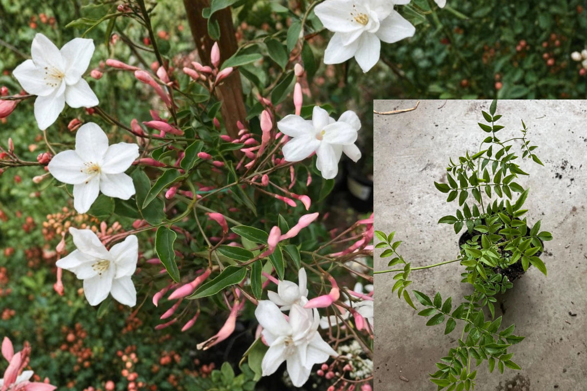 Pink Jasmine Live Plant 4–6" Tall in 4" Pot – Jasminum polyanthum