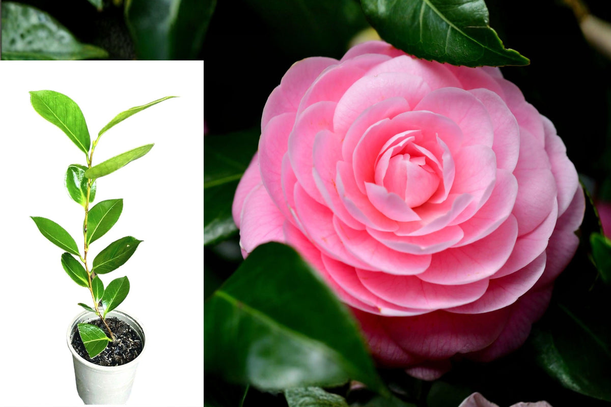 Camellia Japonica Live Starter Plant, Evergreen Flowering Shrub, Ornamental Garden Camellia, Unique Blooming Plant