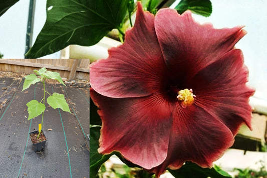 Hibiscus moscheutos 1 Live Starter Plant – Rose Mallow Bare Root, 3–5 Inches