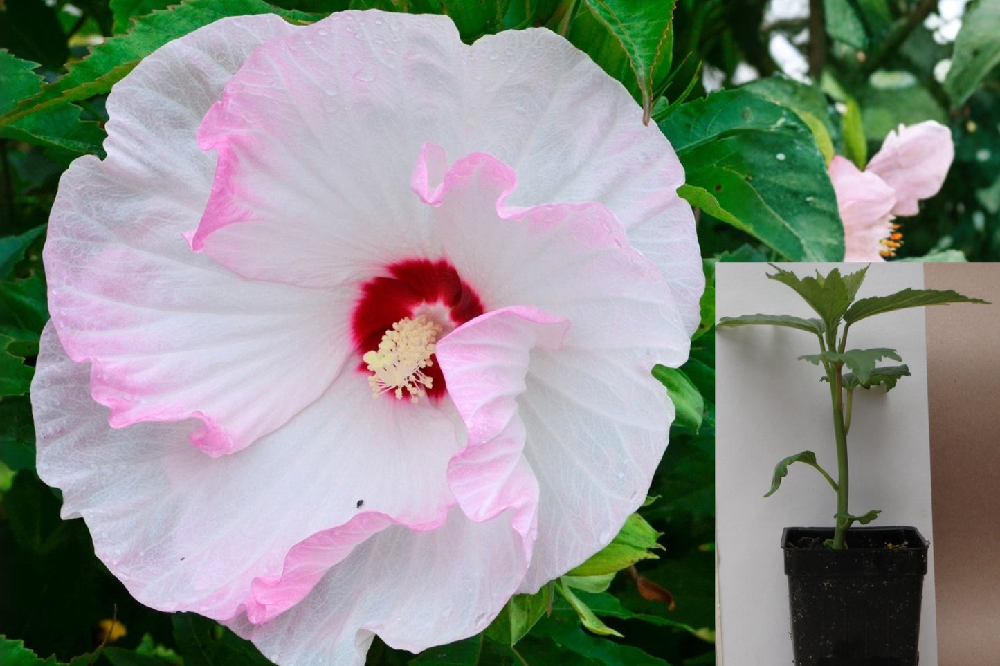 Ballet Slippers Hardy Hibiscus Live Plant – 1 Potted 2.5" Plant
