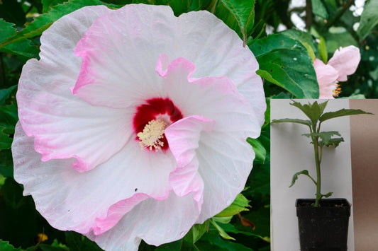 Ballet Slippers Hardy Hibiscus Live Plant – 1 Potted 2.5" Plant