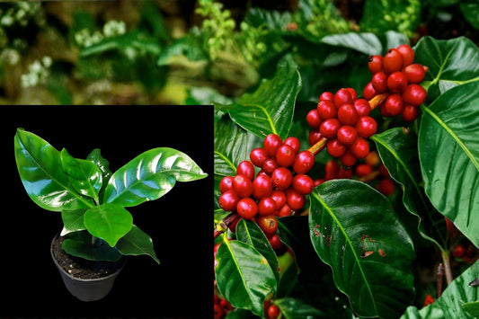 2 Arabica Coffee Live Plants, Coffea arabica Starter Plants, 4–6 Inch Tropical Evergreen Plants, Ships Without Pots
