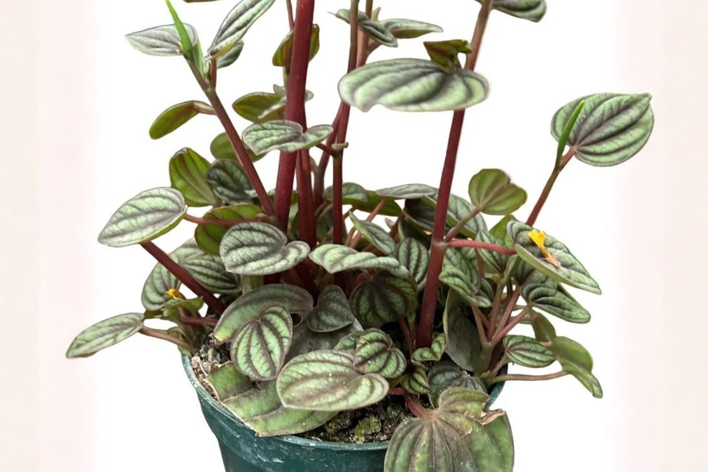 Peperomia Piccolo Banda Live Plant – 4 Inch Indoor Houseplant