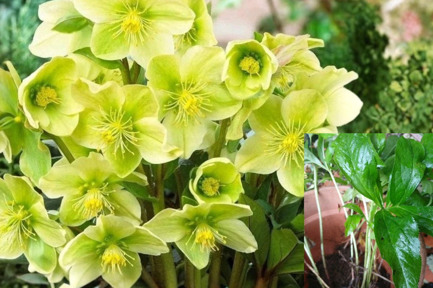 Snow Love Winter Magic Hellebore Live Plant – Rooted Helleborus