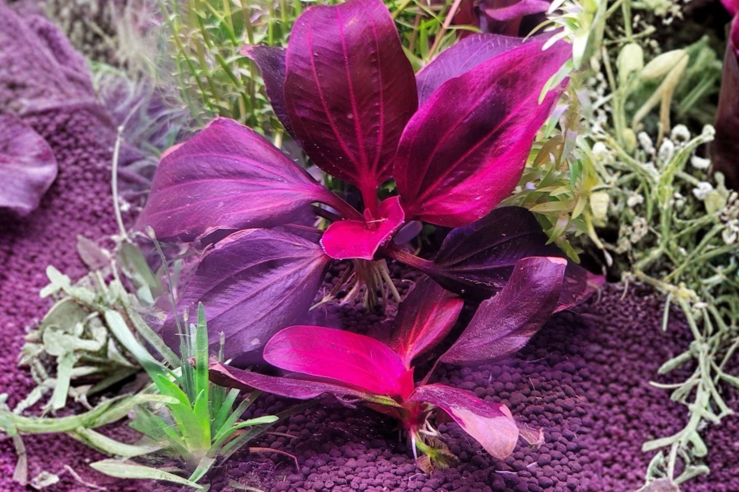 Iguazu 2009 Red Sword Aquarium Plant – 1 Live Submersed Plant