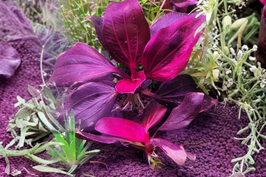 Iguazu 2009 Red Sword Aquarium Plant – 1 Live Submersed Plant