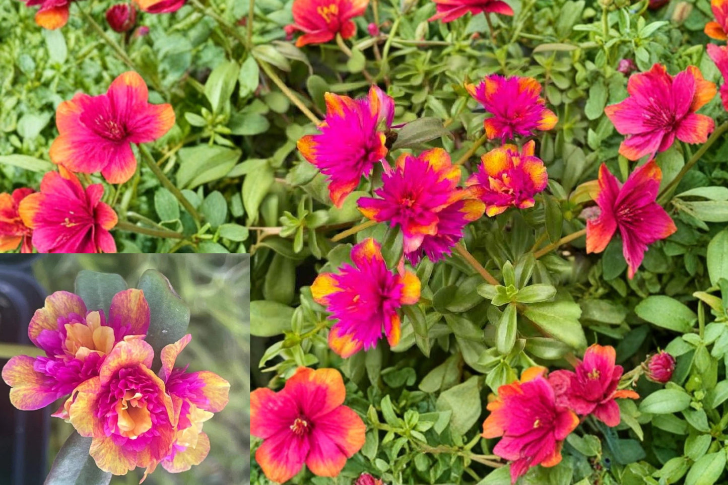 Seaglass Double Dragonfruit Portulaca 1 Live Plant Plug – Portulaca