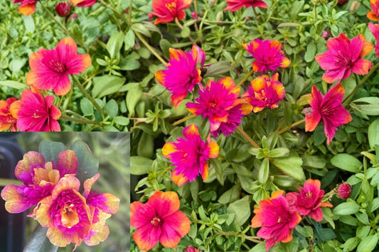 Seaglass Double Dragonfruit Portulaca 1 Live Plant Plug – Portulaca