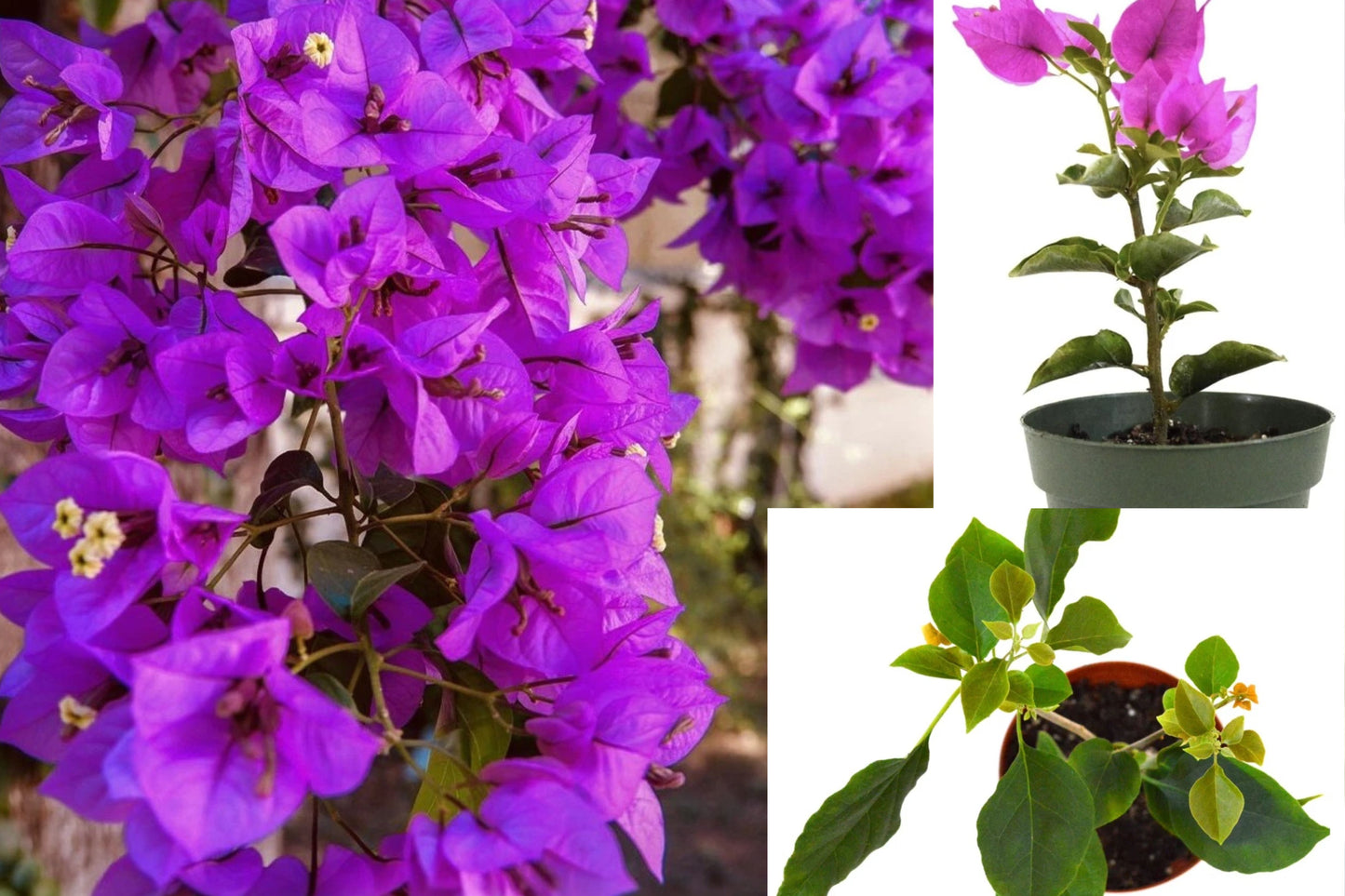 Royal Purple Bougainvillea Live Plant – 3" Pot – Bougainvillea