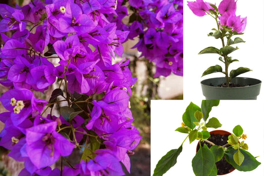Royal Purple Bougainvillea Live Plant – 3" Pot – Bougainvillea