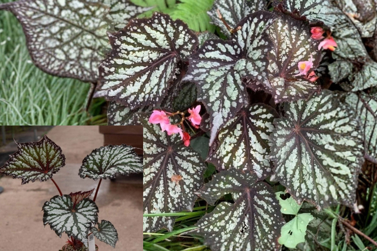 Begonia Summer Storm Live Plant – 4–6 Inch Silver Variegated – No Pot