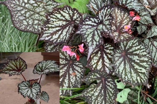 Begonia Summer Storm Live Plant – 4–6 Inch Silver Variegated – No Pot