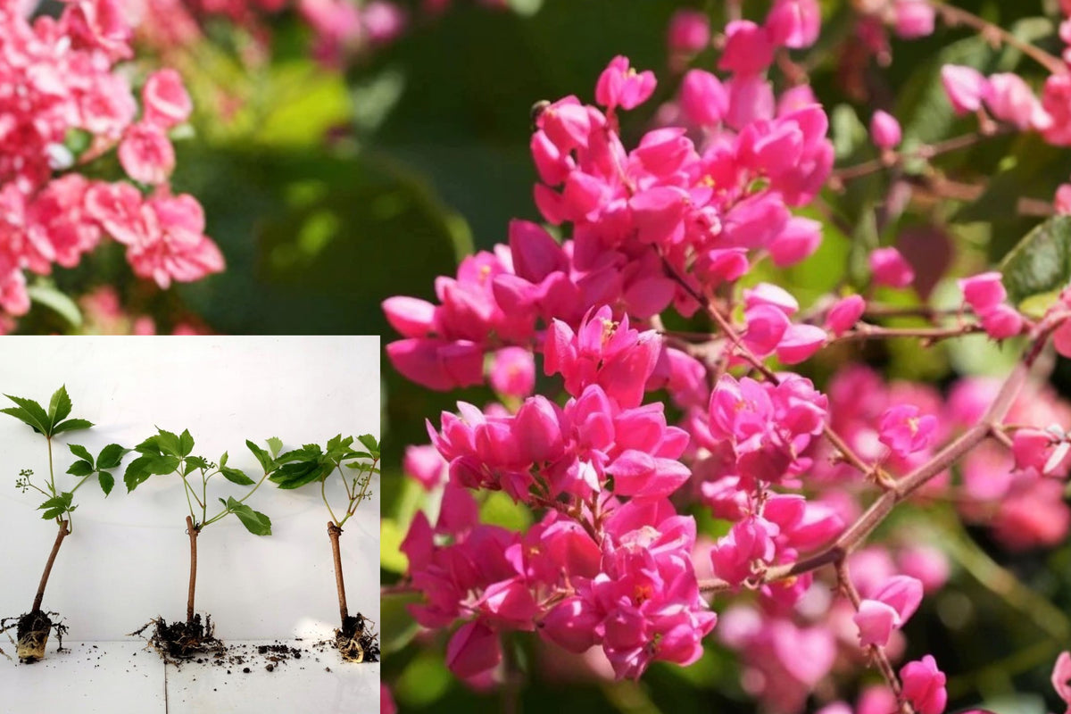 Mexican Creeper Live Plants, Pack of 2 Pink Flowering Climbers, 4–6 Inch Bare Root Outdoor Plants, Climbing Garden Vine