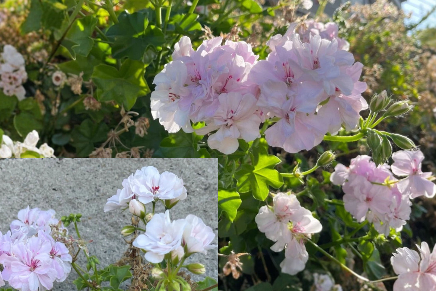 White Pink Ivy Geranium 2 Cuttings – Pelargonium peltatum