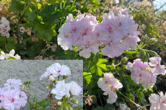 White Pink Ivy Geranium 2 Cuttings – Pelargonium peltatum