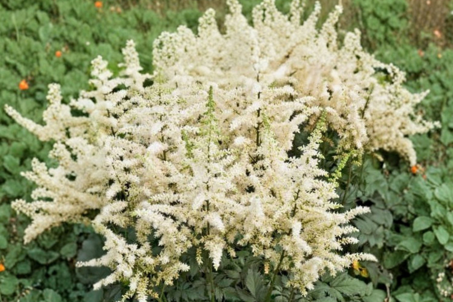 Astilbe Vision in White Live Starter Plant – Bare Root – Astilbe
