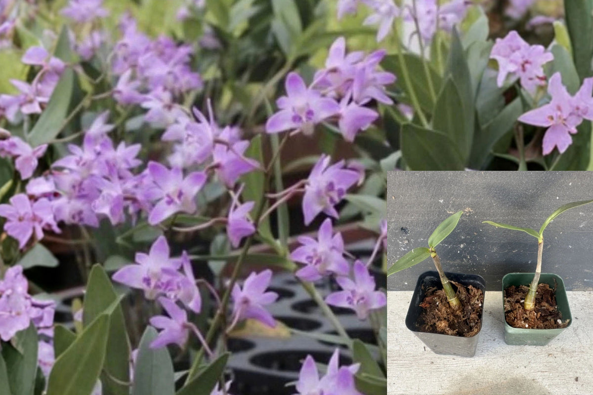 Dendrobium kingianum Orchid 2 Live Bare Root Plants – Fragrant Orchid