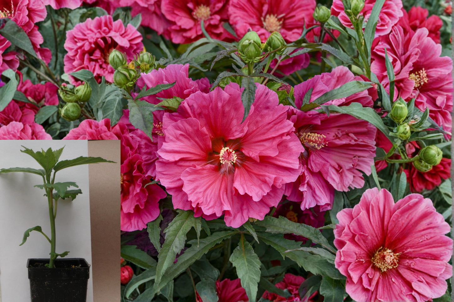 Watermelon Ruffles Hardy Hibiscus Live Plant – 2.5-Inch Pot – Hibiscus