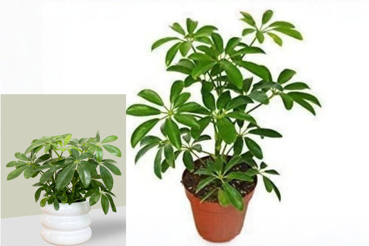 Schefflera Arboricola Live Plant – 1 Plant in 4" Pot – Green Umbrella Tree – Heptapleurum arboricola