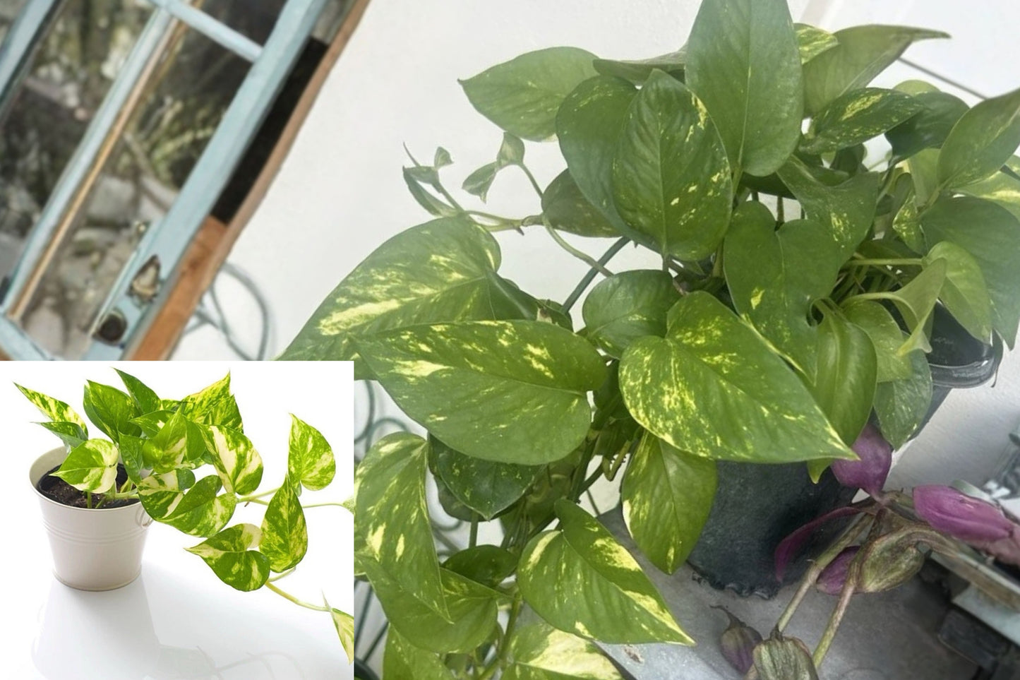 Golden Pothos 3 Live Cuttings – Variegated Green & Yellow Indoor Vine