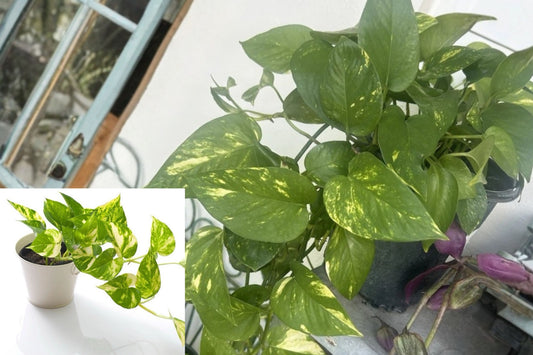 Golden Pothos 3 Live Cuttings – Variegated Green & Yellow Indoor Vine