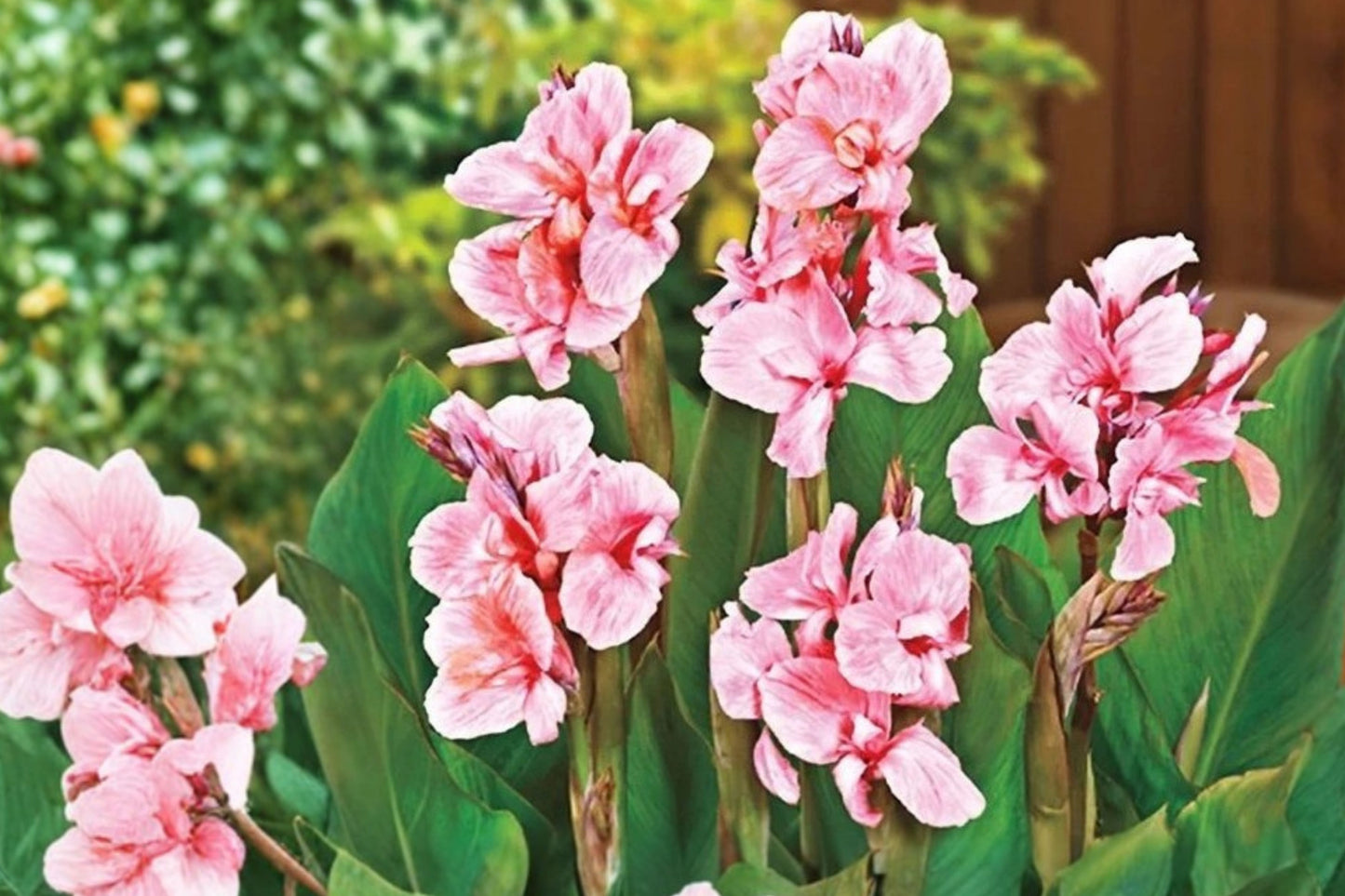 Bright Pink Flamingo Canna Lily Rhizomes – 3 Live Rhizomes – Canna