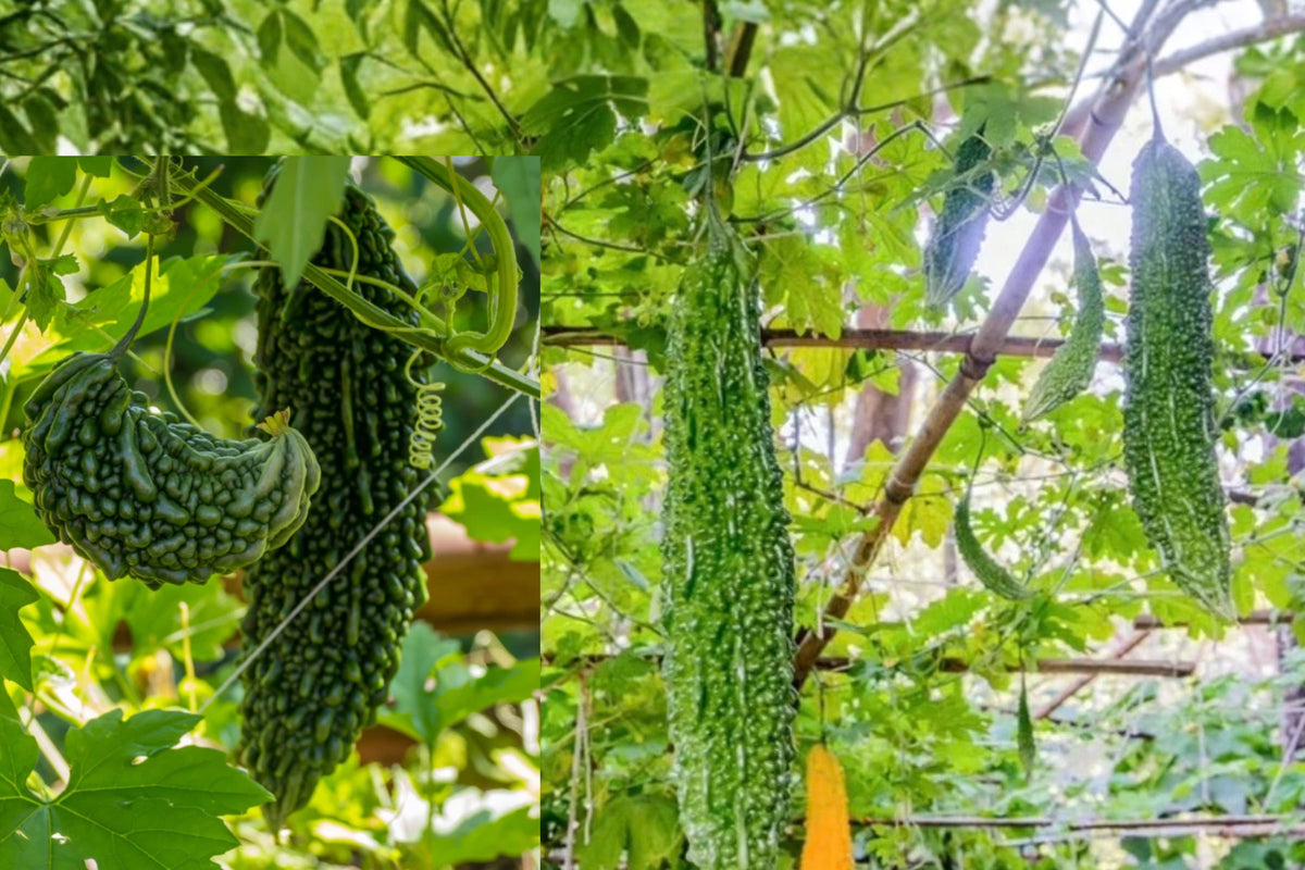 Bitter Melon Live Plant – 1 Plant, 8 Inches Tall, 4-Inch Pot – Momordica charantia