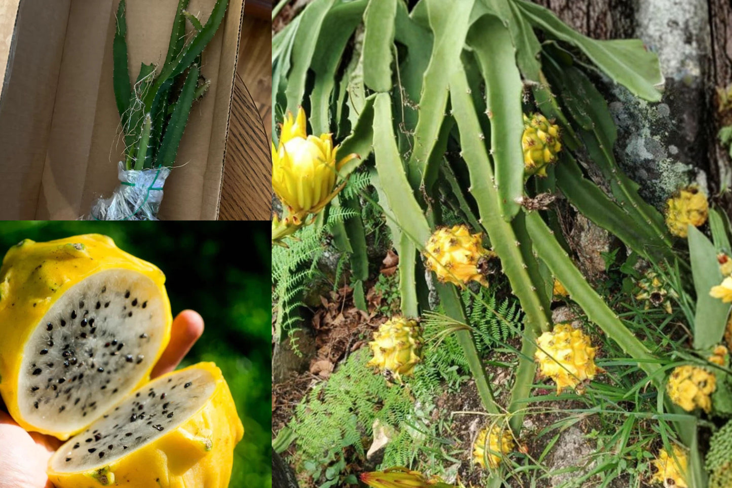 2 Yellow Dragon Fruit Live Plants 3–6 Inch – Selenicereus megalanthus