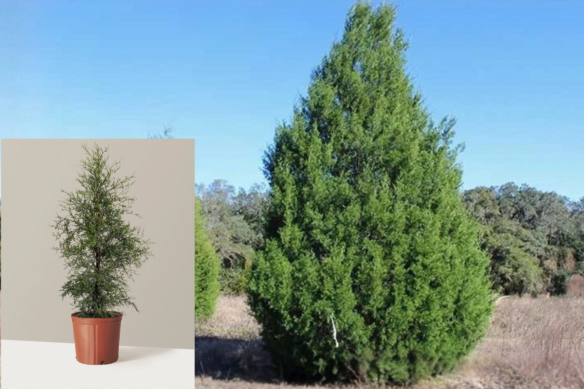 Eastern Red Cedar 4 Live Rooted Seedlings – Juniperus virginiana