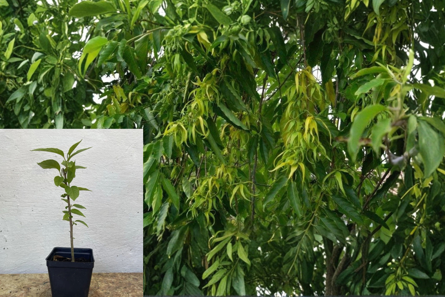 Ylang Ylang Live Plant in 4-Inch Pot – Cananga odorata