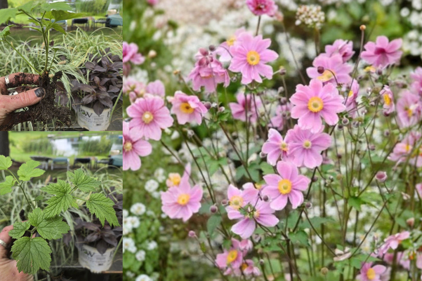 Pink Japanese Anemone 1 Bare Root Plant – 3" – Anemone japonica