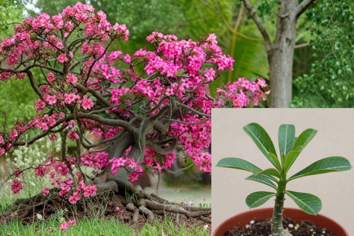 Pink Desert Rose Live Starter Plant – Adenium obesum
