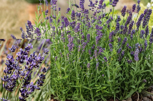 English Lavender Live Plant – 5" Pot – Lavandula angustifolia