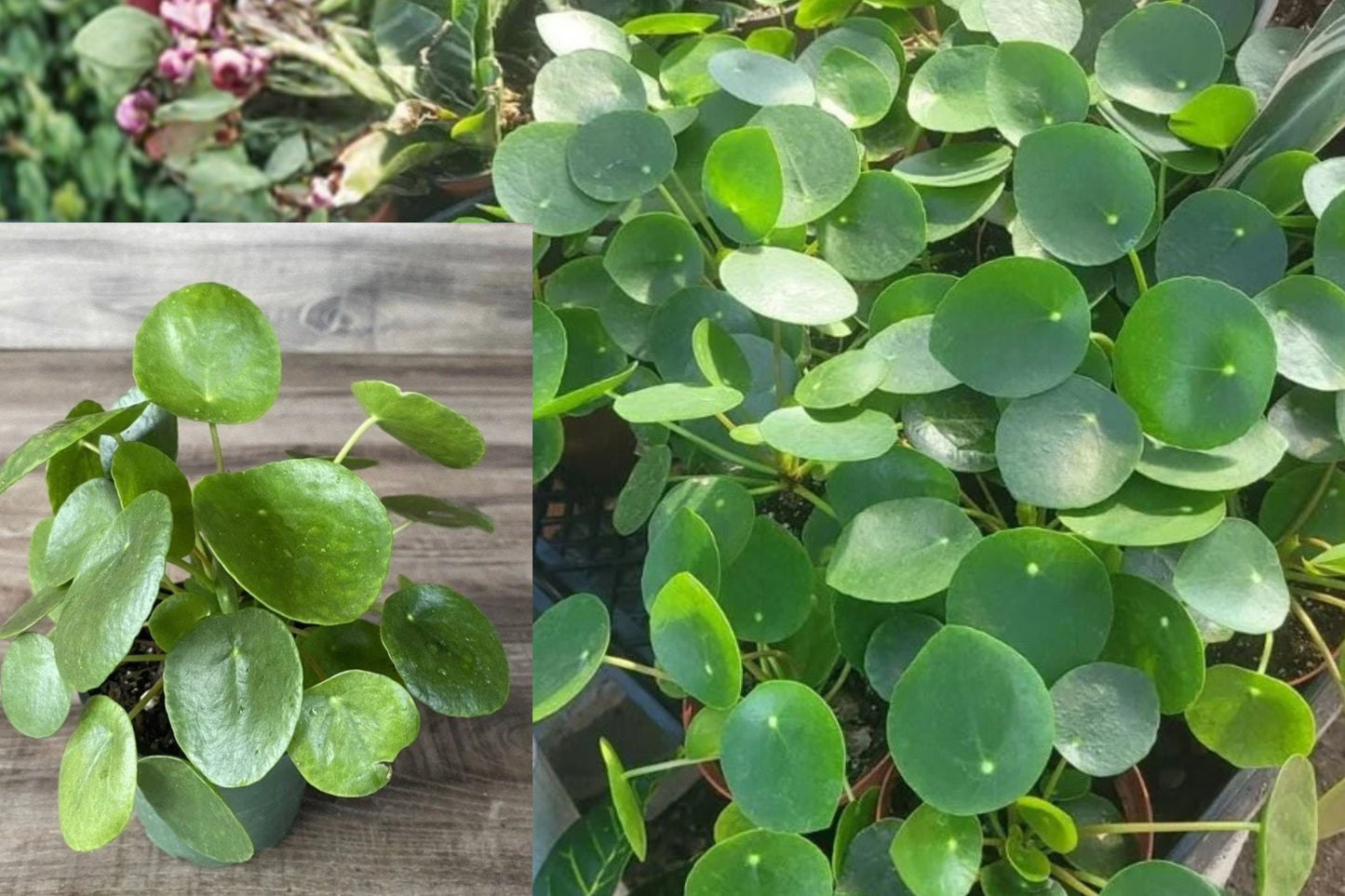 Pilea Peperomioides Chinese Money Plant 4 Inch Potted Live Plant