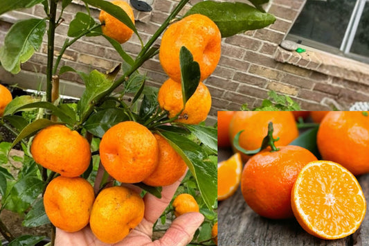 Kishu Mandarin Live Plant 1 Gallon – Seedless Mini Citrus Tree