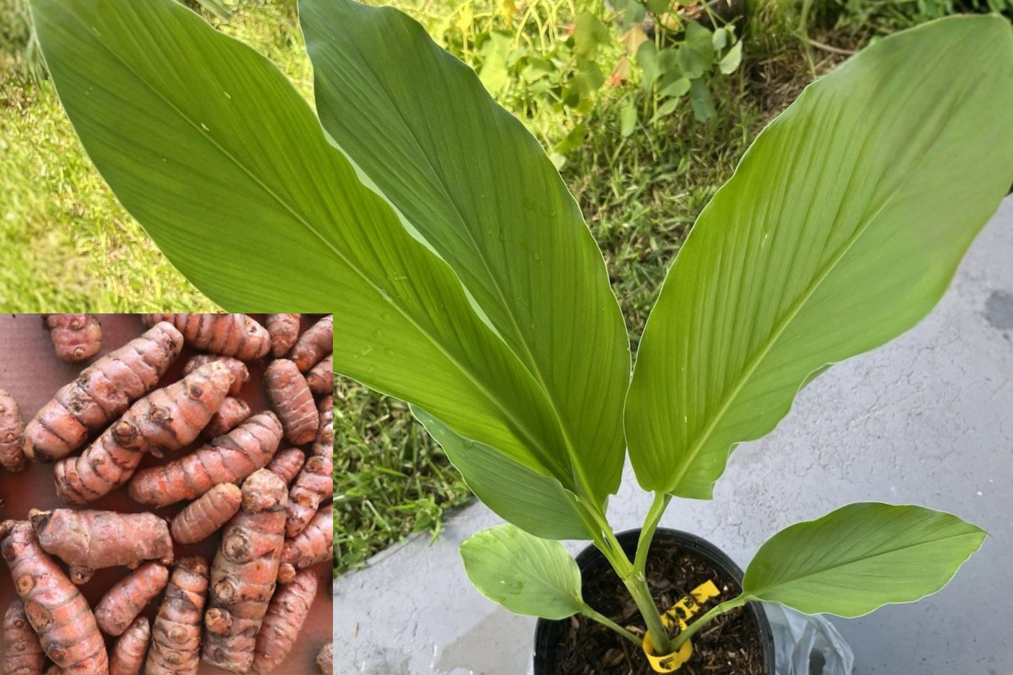 Turmeric 3 Live Plants – 3–5 Inch Bare Root – Curcuma longa