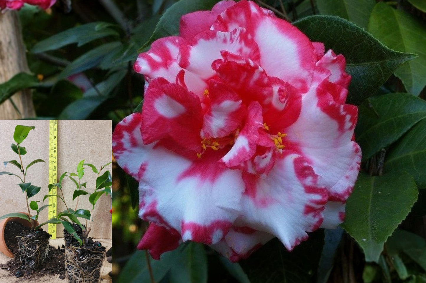 Daikagura Camellia Japonica Live Plant – 1 Starter Plant – 4L