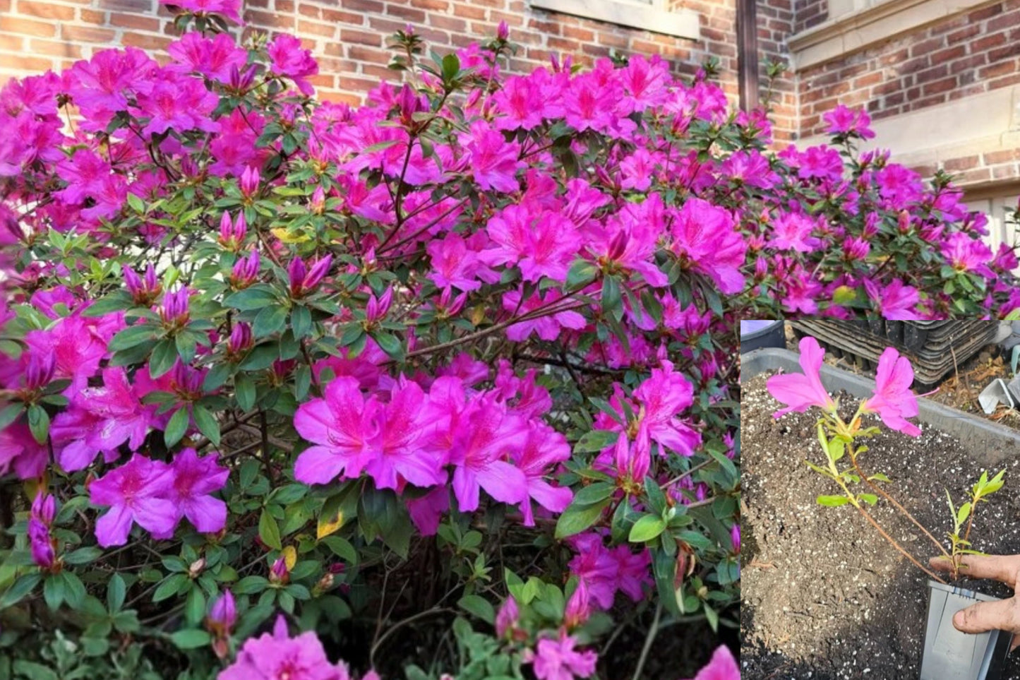 Live Purple Formosa Plant – 4-Inch Pot – Tibouchina Flowering Ornamental