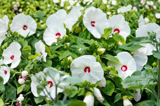 White Hardy Hibiscus Live Plant, Bare Root Perennial Shrub, Large White Flowers with Red Centers, Summer Garden