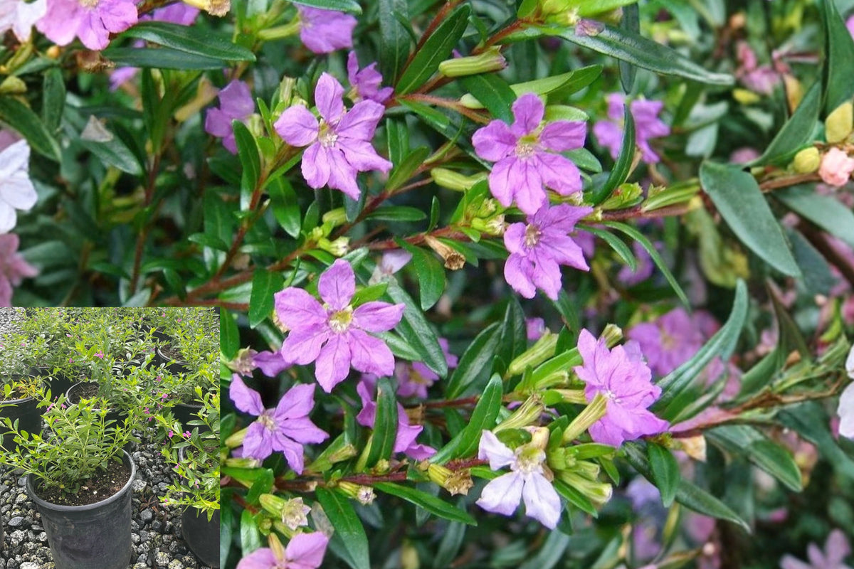 Mexican Heather Live Plant – 1 Gallon Pot – Fully Rooted – Cuphea hyssopifolia