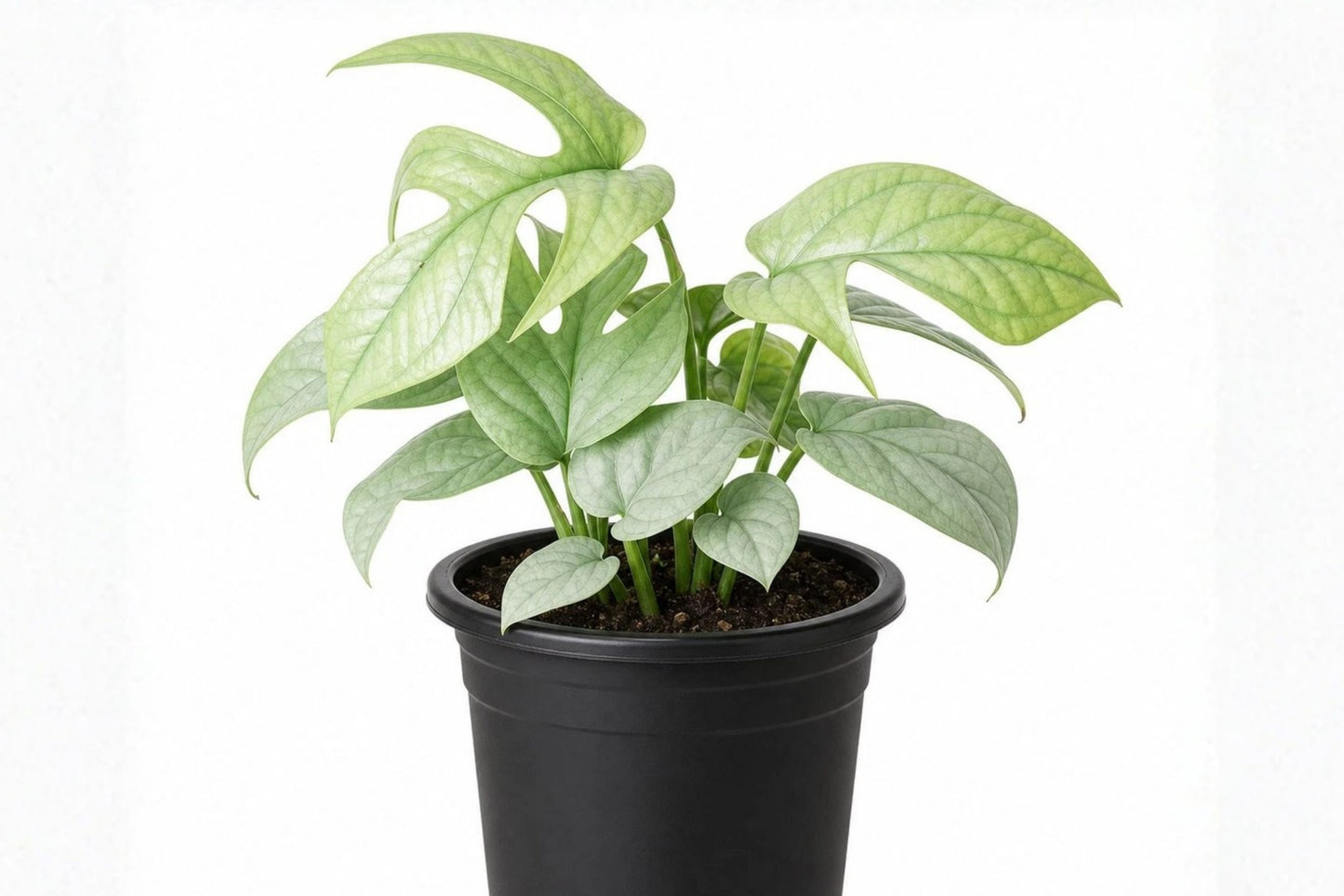 Silver Amydrium Live Plant – 1 Plant in 4-Inch Pot – Amydrium medium